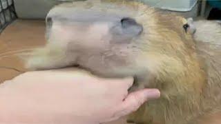 Top 5 Capybara