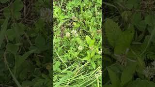 Foraging White Clover Alongside my Bees #foraging #conservation #bees #nature