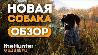 theHunter Call of the Wild - ПЕРВЫЙ ВЗЛЯД  - Курцхаар - Новыя собака