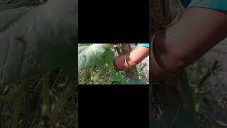 Cut the gourd from the tree |#shorts |Farida Akter Taslima |