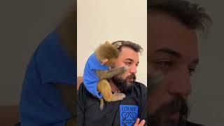 ASMR monkey grooming human