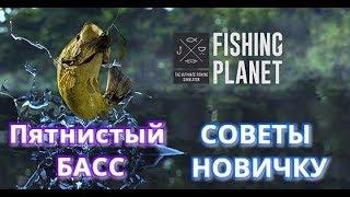 Fishing Planet советы прокачки Басс