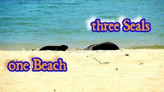 Health Walk = 1 Beach 3 Seals #monkseal