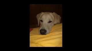 Avra Tsalamaniou - Animal Lovers (ΑΓΑΠΗΤΕ ΦΙΛΟΖΩΕ)