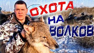 охота на волков.волки РАЗОРВАЛИ маленького теленка! Wolfsjagd