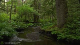 Working on the Tongass