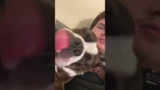 He’s my little doggy dude! #dog #pets #funny #puppy #cute #puppyvideos #cutepup