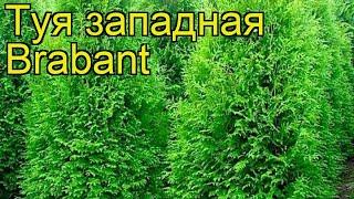 Туя западная Брабант. Краткий обзор, описание характеристик thuja occidentalis Brabant