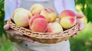 必须注意预防这些疾病才能结好桃！桃树疾病讲解全集！Complete Guide to Peach Tree Disease