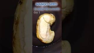time lapse, mango seed in water for 17 days