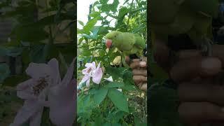 Mithu flower eat 