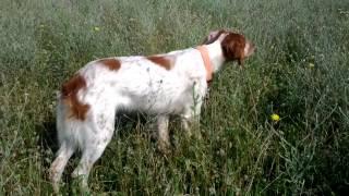 EPAGNEUL BRETON - BRITTANY - HUNTING & TRAINING - POINTING QUAILS IN ROMANIA