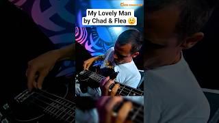 Chad Smith & Flea playing My Lovely Man (studio)  #chadsmith #flea #rhcp #shorts