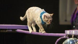 Love Cats and Need a Job? Join the Cat Circus! | Iris