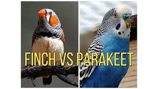 FINCHES OR PARAKEETS WHICH IS BETTER TO BUY