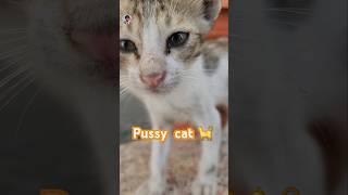 Pussy cat    #shorts #ytshorts ##shortvideo #shortsfeed #feedshorts