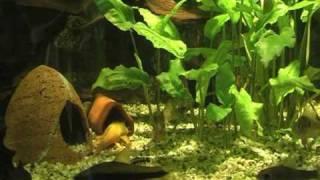Aquarium - Welsnachzuchten