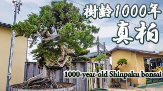 Challenge to the world-famous Shinpaku bonsai - The 1000-year history and the future from now on -