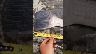 HUGE freshwater drum from this spring #shorts #riverfishing #lakeerie