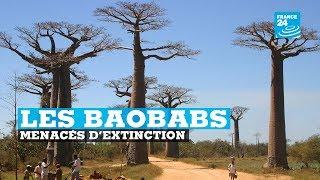 Les baobabs menacés d'extinction en Afrique du Sud