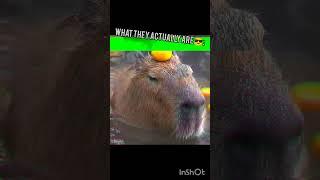 Capybara