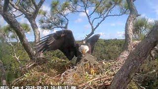 NEFL Eagles / Beau fights with a fish / 2024-09-01