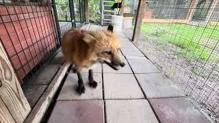 FTF foxy check in. Thursday!