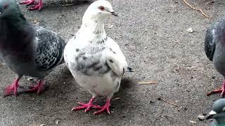 Белянка, Рыжок и побелевший Желтоватый голубь. (White, Red and Yellow pigeons)