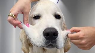 This Golden Retriever Puppy is Hilarious! Clumsy, Spoiled, and Full of Drama 