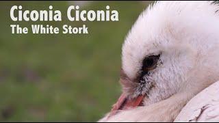 Ciconia Ciconia | Short Wildlife Documentary Film