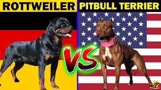 ROTTWEILER VS PITBULL TERRIER | Who Will Win? | Dog Comparison