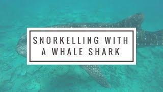 Snorkelling With Whale Shark In Maldives Using GoPro