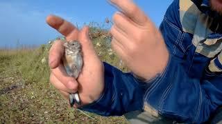 ЛОВЛЯ ПТИЦ НА ТАЙНИК ЩЕГОЛ ,ЧИЖ ОТКРЫТИЕ СЕЗОНА