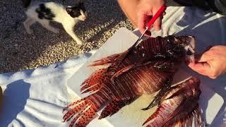 How To De-Spine A Lionfish