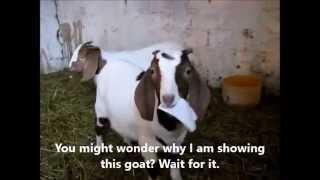 Goat Ate Whole Chapter of Quran and Allah Failed to Protect His Koran From a Pet Goat