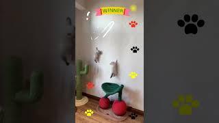 Pawsome Playtime: A Hilarious Feline Frolic!