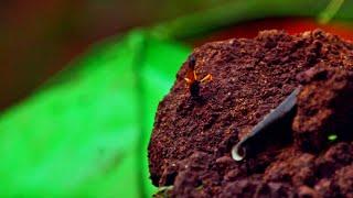 Potter Wasp - Collecting Mud for it's Pot shaped nest....