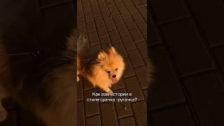 Мне не отдали слепую собаку #pomeranian #померанскийшпиц #шпицы #смешныеживотные #немецкийшпиц #шпиц