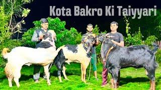 Biggest Kota Goats of Exotic Goat Farm & Their Weight Gain