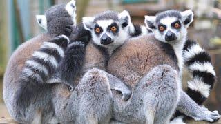 Why are Lemurs One of The Most Endangered Species in the World?