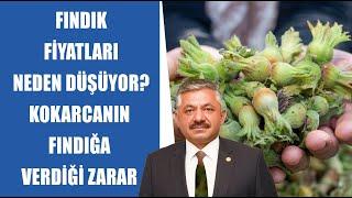 #CANLI Fındık Fiyatları Neden Düşüyor? | TZOB Yönetim  Kurulu Üyesi Arslan Soydan Açıklıyor