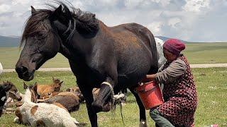 HORSE MILKING | Ancient Nomad life in the high mountains