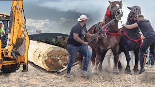 Draft Horses Logging Heavily in the Forest! Only an Excavator could lift It!