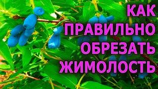 Обрежьте правильно ЖИМОЛОСТЬ и будет много ягоды! Как обрезать жимолость. Чем подкормить жимолость.