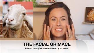 How to read pain on a sheeps' face - THE FACIAL GRIMACE | Sez the Vet