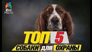 Топ 5 собаки для охраны\Top 5 dogs to guard