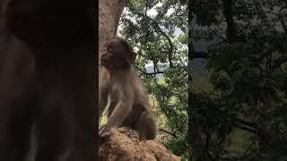 Monkey’s happy life