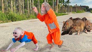 Help me ! Baby monkey & CUTIS run away crying when rat attack