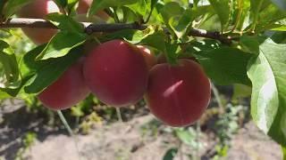 Слива диплоидная сорт ранний Санта Роза(plum Santa Rosa)