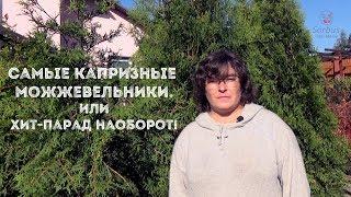 Самые капризные можжевельники. Или хит-парад наоборот!